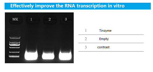 Pyrophosphatase, Inorganic (yeast) (PPase, yeast) – Tinzyme Ltd